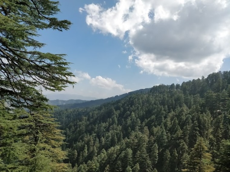 Shimla Reserve Forest_3